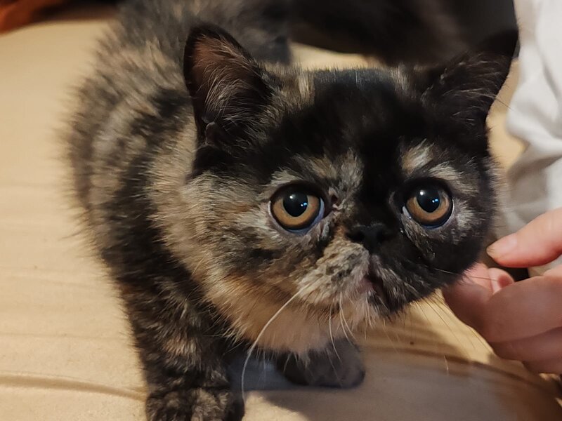 Fetita Persana exotic shorthair