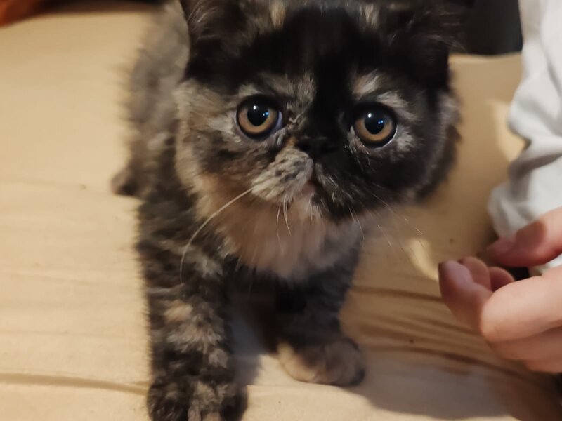 Fetita Persana exotic shorthair