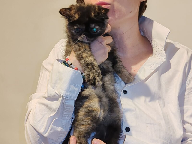 Fetita Persana exotic shorthair
