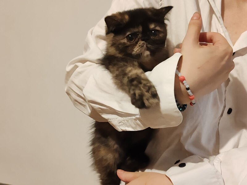 Fetita Persana exotic shorthair