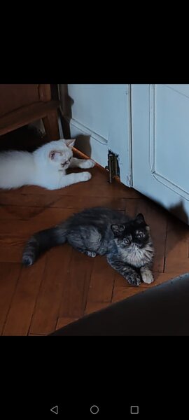 Fetita Persana exotic shorthair