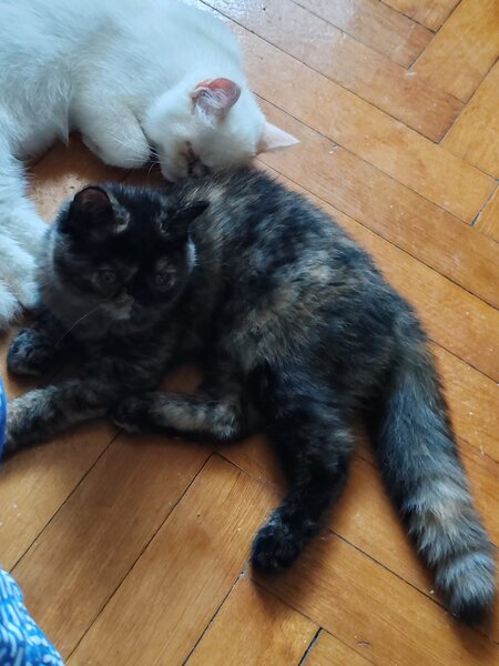 Fetita Persana exotic shorthair