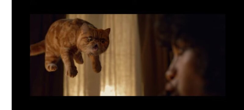 Fetita Persana exotic shorthair