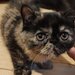 Fetita Persana exotic shorthair