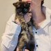 Fetita Persana exotic shorthair